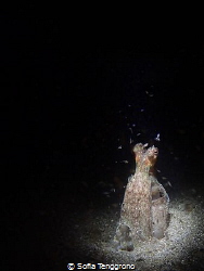 "I find you Squiddly" - Coconut octopus with tiny squid f... by Sofia Tenggrono 